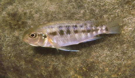 Tropheops sp. 'weed' Chitande Island